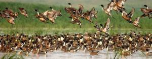 Birds at Chandubi Lake in Assam