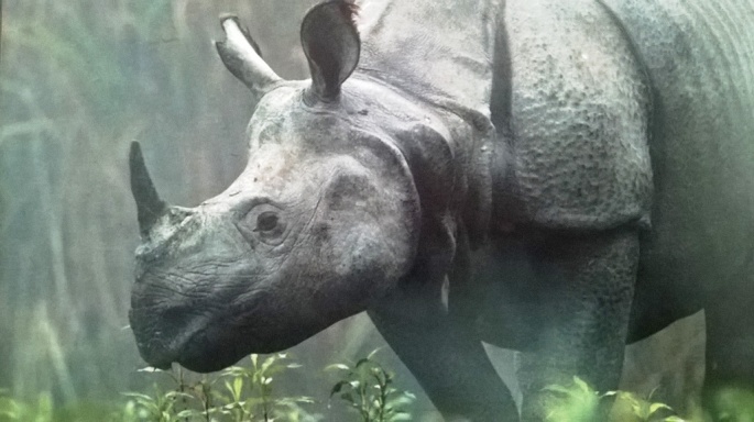 Manas National Park Assam, One Horner Rhinoceros Manas National Park, National Parks of Assam